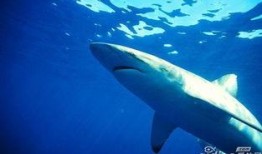 鲨鱼爆料开挂视频在线观看,独家视频带你直击游戏现场